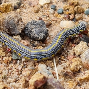 Chlenias banksiaria group at Isaacs, ACT - 5 Dec 2021 05:38 PM