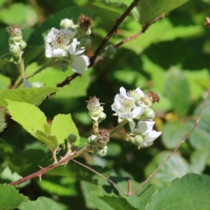 Rubus anglocandicans at Yackandandah, VIC - 5 Dec 2021