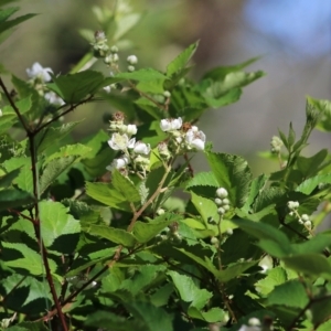 Rubus anglocandicans at Yackandandah, VIC - 5 Dec 2021