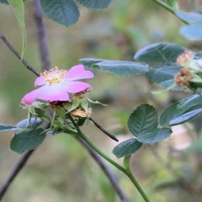 Rosa rubiginosa at Yackandandah, VIC - 5 Dec 2021 by KylieWaldon