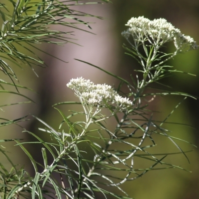 Cassinia longifolia (Shiny Cassinia, Cauliflower Bush) at Yackandandah, VIC - 5 Dec 2021 by KylieWaldon