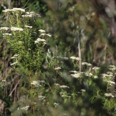 Cassinia sp. at Yackandandah, VIC - 5 Dec 2021 by KylieWaldon