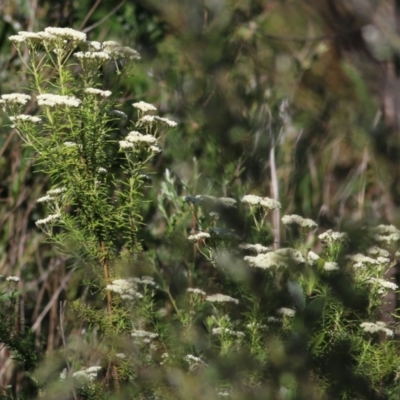 Unidentified Daisy at Yackandandah, VIC - 4 Dec 2021 by KylieWaldon