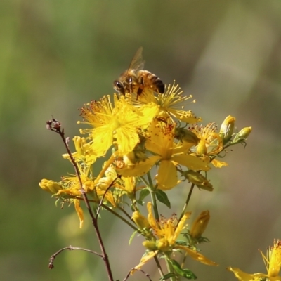 Apis mellifera (European honey bee) at Yackandandah, VIC - 5 Dec 2021 by KylieWaldon