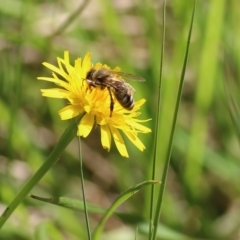 Apis mellifera at Yackandandah, VIC - 5 Dec 2021