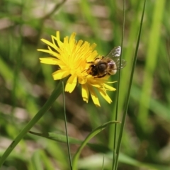 Apis mellifera at Yackandandah, VIC - 5 Dec 2021