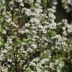 Leptospermum sp. at Yackandandah, VIC - 4 Dec 2021 by KylieWaldon