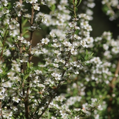 Unidentified Other Shrub at Yackandandah, VIC - 4 Dec 2021 by KylieWaldon