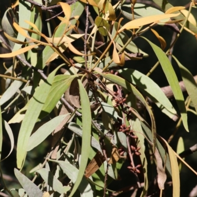 Amyema quandang var. quandang (Grey Mistletoe) at Yackandandah, VIC - 5 Dec 2021 by KylieWaldon