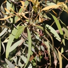 Amyema quandang var. quandang (Grey Mistletoe) at Yackandandah, VIC - 4 Dec 2021 by KylieWaldon