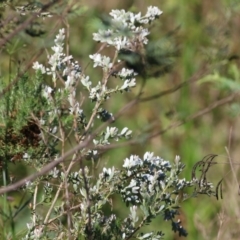 Unidentified Other Shrub at Yackandandah, VIC - 4 Dec 2021 by KylieWaldon