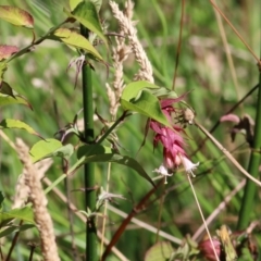 Leycesteria formosa at Yackandandah, VIC - 4 Dec 2021 by KylieWaldon