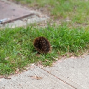 Tachyglossus aculeatus at Hawker, ACT - 5 Dec 2021 06:13 PM