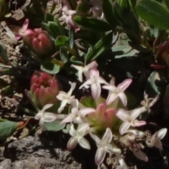 Pimelea glauca (Smooth Rice Flower) at Top Hut TSR - 14 Nov 2020 by JanetRussell