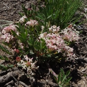 Pimelea glauca at Dry Plain, NSW - 15 Nov 2020 10:18 AM