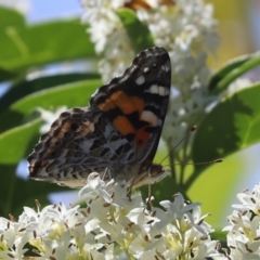 Vanessa kershawi (Australian Painted Lady) at Kaleen, ACT - 30 Nov 2021 by Tammy