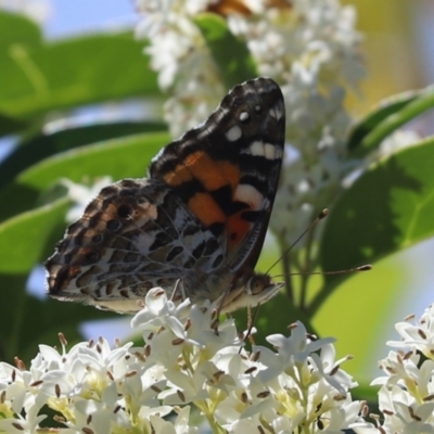 Vanessa kershawi (Australian Painted Lady) at Kaleen, ACT - 30 Nov 2021 by Tammy