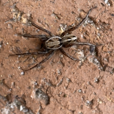 Artoriopsis sp. (genus) (Unidentified Artoriopsis wolf spider) at Jerrabomberra, NSW - 5 Dec 2021 by Steve_Bok