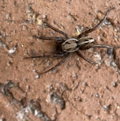 Artoriopsis sp. (genus) at Jerrabomberra, NSW - suppressed