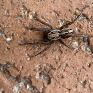 Artoriopsis sp. (genus) at Jerrabomberra, NSW - suppressed