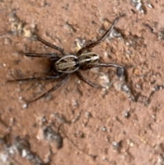 Artoriopsis sp. (genus) at Jerrabomberra, NSW - suppressed