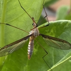 Leptotarsus (Macromastix) sp. (genus & subgenus) (Unidentified Macromastix crane fly) at Jerrabomberra, NSW - 5 Dec 2021 by SteveBorkowskis