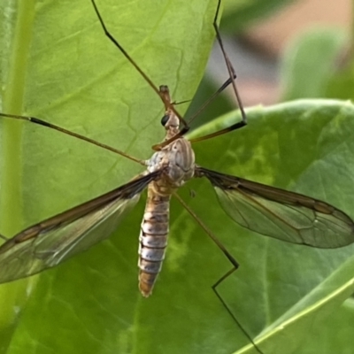 Leptotarsus (Macromastix) sp. (genus & subgenus) (Unidentified Macromastix crane fly) at Jerrabomberra, NSW - 5 Dec 2021 by SteveBorkowskis