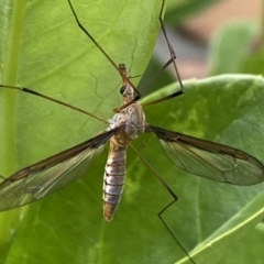 Leptotarsus (Macromastix) sp. (genus & subgenus) (Unidentified Macromastix crane fly) at Jerrabomberra, NSW - 5 Dec 2021 by Steve_Bok