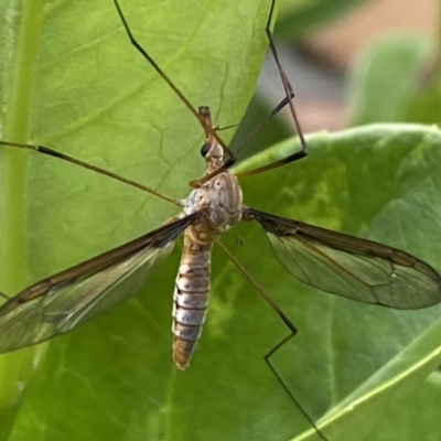 Leptotarsus (Macromastix) sp. (genus & subgenus) (Unidentified Macromastix crane fly) at QPRC LGA - 5 Dec 2021 by Steve_Bok