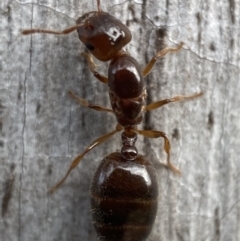 Myrmicinae (subfamily) at Jerrabomberra, NSW - 5 Dec 2021 by SteveBorkowskis