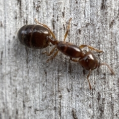 Myrmicinae (subfamily) at Jerrabomberra, NSW - 5 Dec 2021