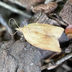 Epiphyas postvittana (Light Brown Apple Moth) at Jerrabomberra, NSW - 5 Dec 2021 by SteveBorkowskis