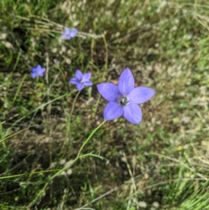 Wahlenbergia sp. at Nanima, NSW - 2 Dec 2021 04:13 PM