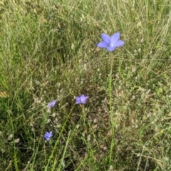 Wahlenbergia sp. at Nanima, NSW - 2 Dec 2021