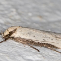 Philobota mathematica group undescribed species. (A concealer moth) at Melba, ACT - 17 Sep 2021 by kasiaaus