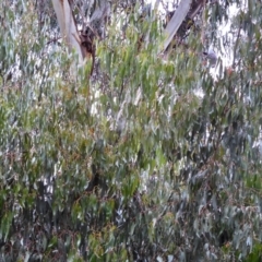 Callocephalon fimbriatum at Deakin, ACT - suppressed