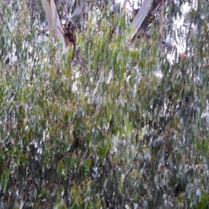 Callocephalon fimbriatum at Deakin, ACT - suppressed