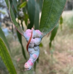 Callocephalon fimbriatum at Deakin, ACT - suppressed