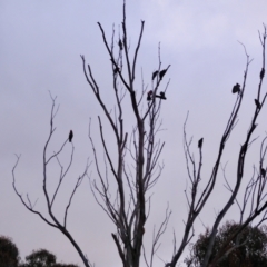 Callocephalon fimbriatum at Deakin, ACT - suppressed