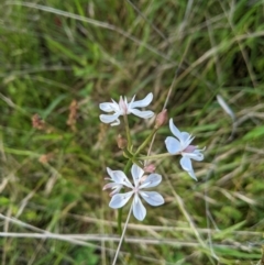 Burchardia umbellata (Milkmaids) at Nanima, NSW - 28 Nov 2021 by Miko