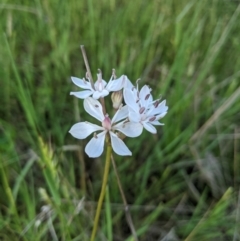 Burchardia umbellata at Nanima, NSW - 28 Nov 2021