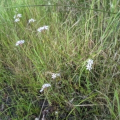 Burchardia umbellata at Nanima, NSW - 28 Nov 2021 07:45 AM