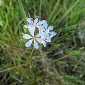 Burchardia umbellata at Nanima, NSW - 28 Nov 2021 07:45 AM