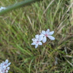 Burchardia umbellata at Nanima, NSW - 28 Nov 2021