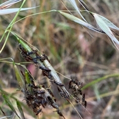 Lasioglossum (Homalictus) punctatus (A halictid bee) at Red Hill to Yarralumla Creek - 5 Dec 2021 by LisaH