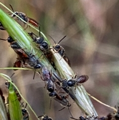 Lasioglossum (Homalictus) punctatum at Hughes, ACT - 5 Dec 2021 07:47 PM