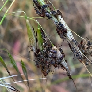 Lasioglossum (Homalictus) punctatum at Hughes, ACT - 5 Dec 2021 07:47 PM