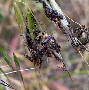 Lasioglossum (Homalictus) punctatum at Hughes, ACT - 5 Dec 2021