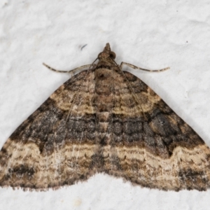 Epyaxa subidaria at Melba, ACT - 17 Sep 2021