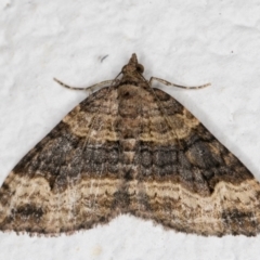 Epyaxa subidaria (Subidaria Moth) at Melba, ACT - 17 Sep 2021 by kasiaaus